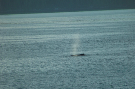 Inside Passage Marine Life-2